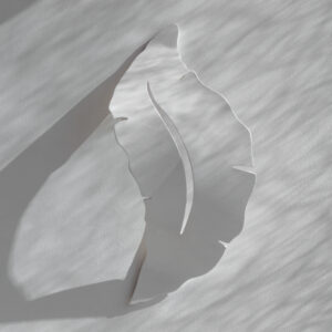 Linfa - immagine 3